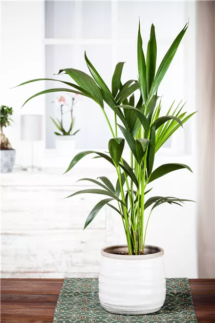 Kentiapalme Pflanze, Pflege & Tipps  Floragard