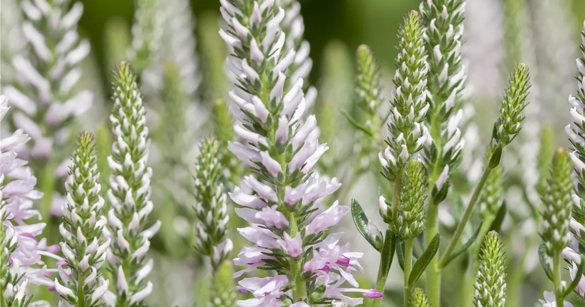 Scheinähriger GartenEhrenpreis Pflanze, Pflege & Tipps Floragard