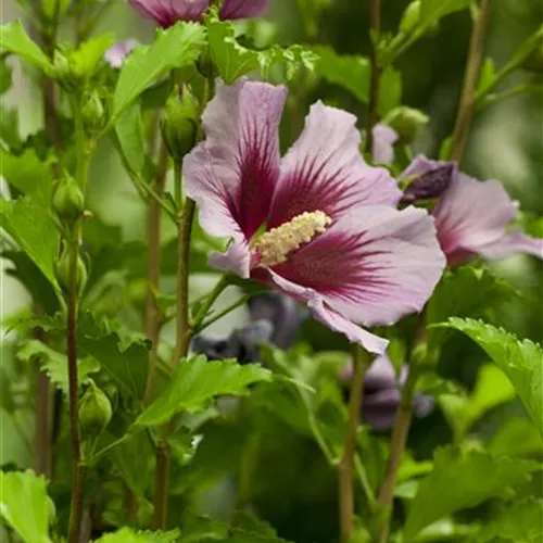 Der Hibiskus, ein großartiges Mitglied im Garten-Ensemble Der Hibiskus, ein großartiges Mitglied im Garten-Ensemble