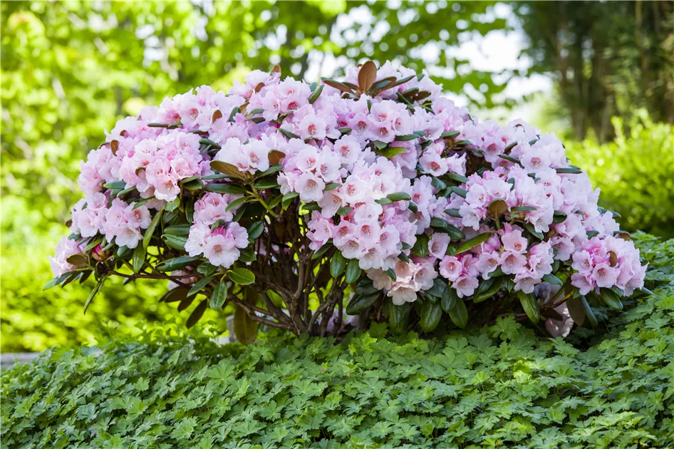 Rhododendron  Der prchtige Bltenstrauch  Floragard