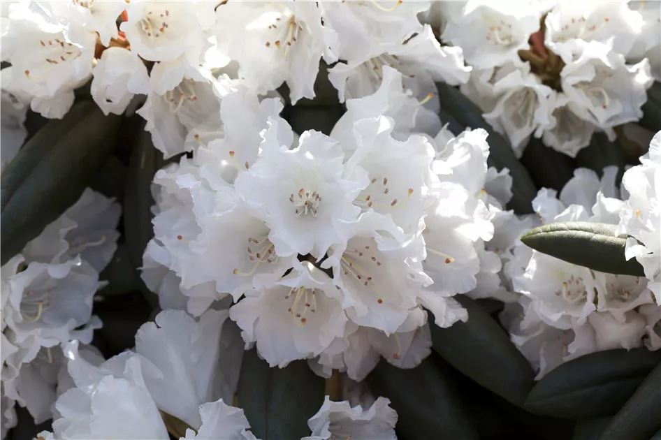 Rhododendron yakushimanum 'Falling Snow' Pflanze, Pflege & Tipps  Floragard
