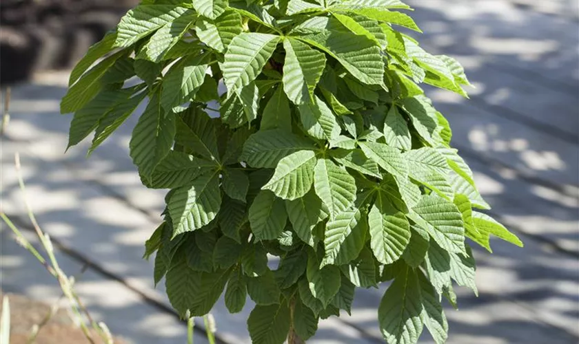 Aesculus hippocastanum 'Monstrosa'