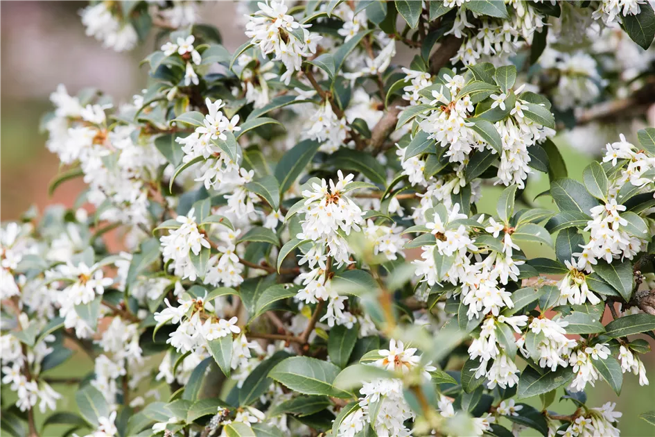 Osmanthus burkwoodii Pflanze, Pflege & Tipps  Floragard