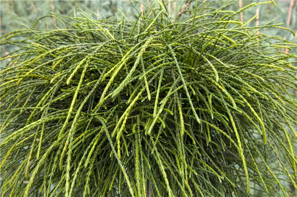 Thuja plicata 'Whipcord' Pflanze, Pflege & Tipps  Floragard