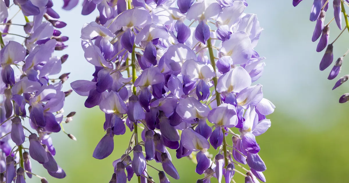 Chinesischer Blauregen Pflanze, Pflege & Tipps  Floragard