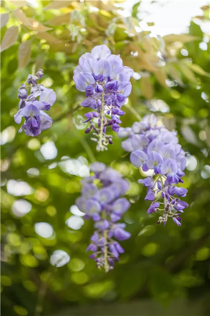 blauregen auf stamm dehner Weißer Blauregen Alba auf Stamm - Wisteria sinensis alba main image 1