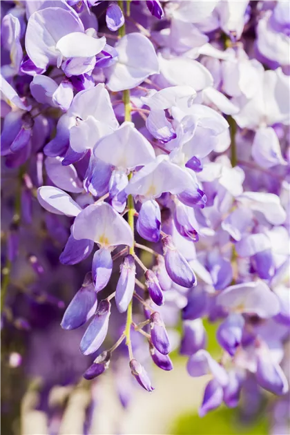 Chinesischer Blauregen Pflanze, Pflege & Tipps  Floragard