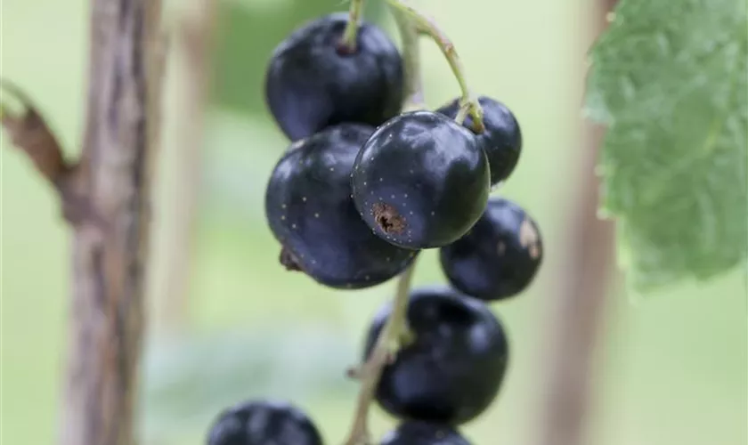 Schwarze Johannisbeere