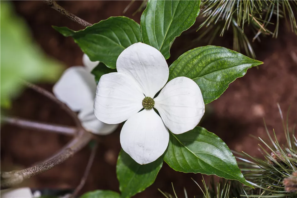 Cornus kousa 'Venus', Stamm Pflanze, Pflege & Tipps  Floragard