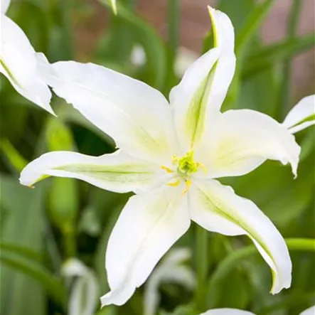 Tulipa botanical Tulipa botanical