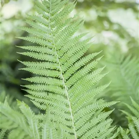 Athyrium filix-femina