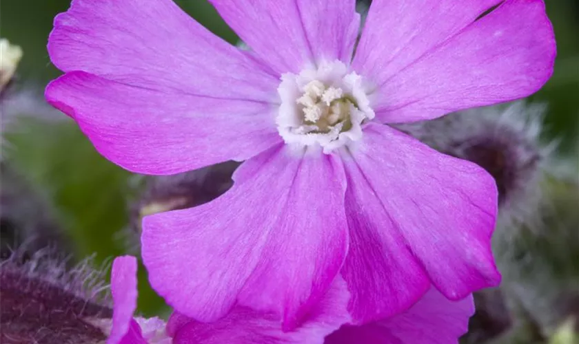 Silene schafta