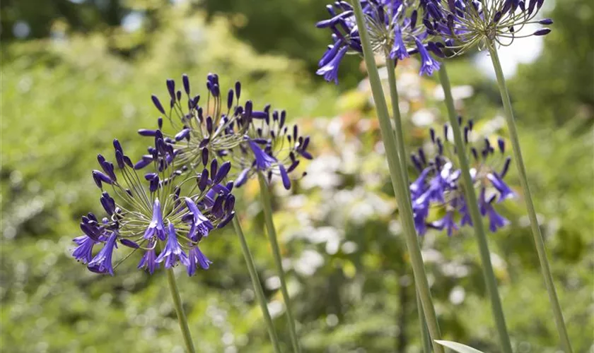 Agapanthus africanus 'Flower of Love'