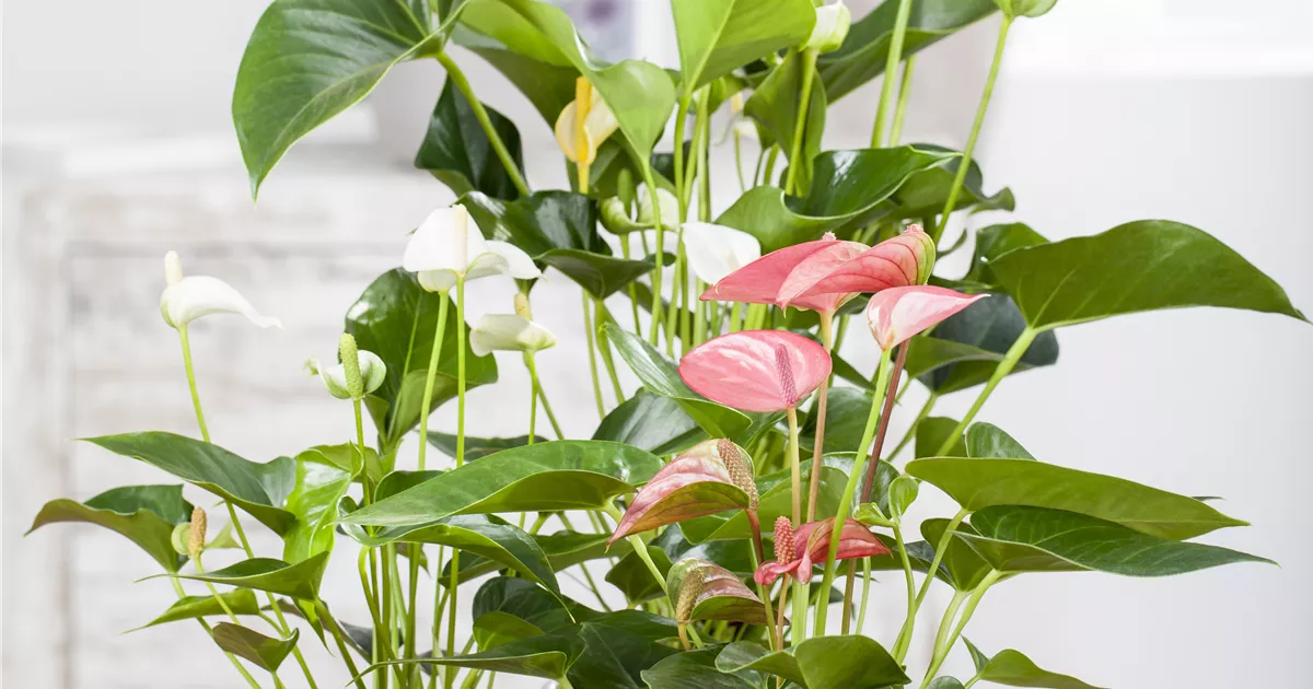 Anthurium 'Love' Pflanze, Pflege & Tipps  Floragard