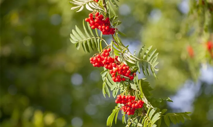 Sorbus aucuparia
