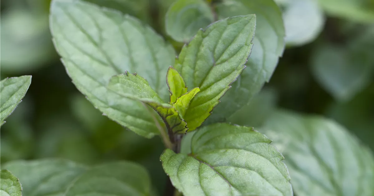 SchokoladenMinze Pflanze, Pflege & Tipps Floragard