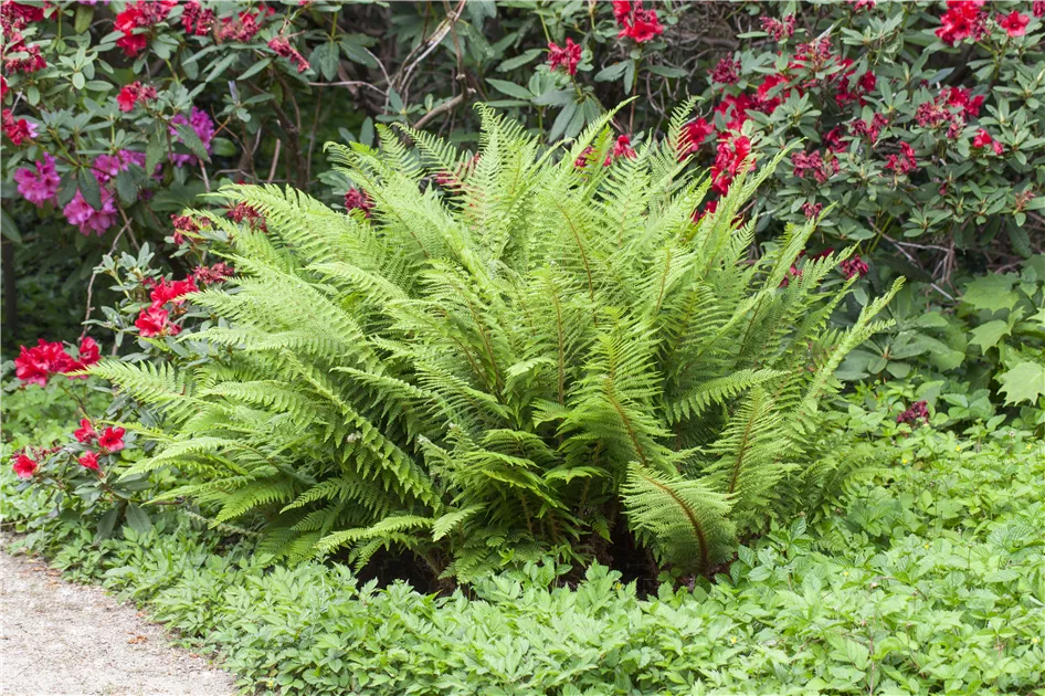Farne im Garten zurckhaltend & edle  Floragard