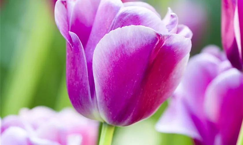 Tulipa 'Sweet Flag'