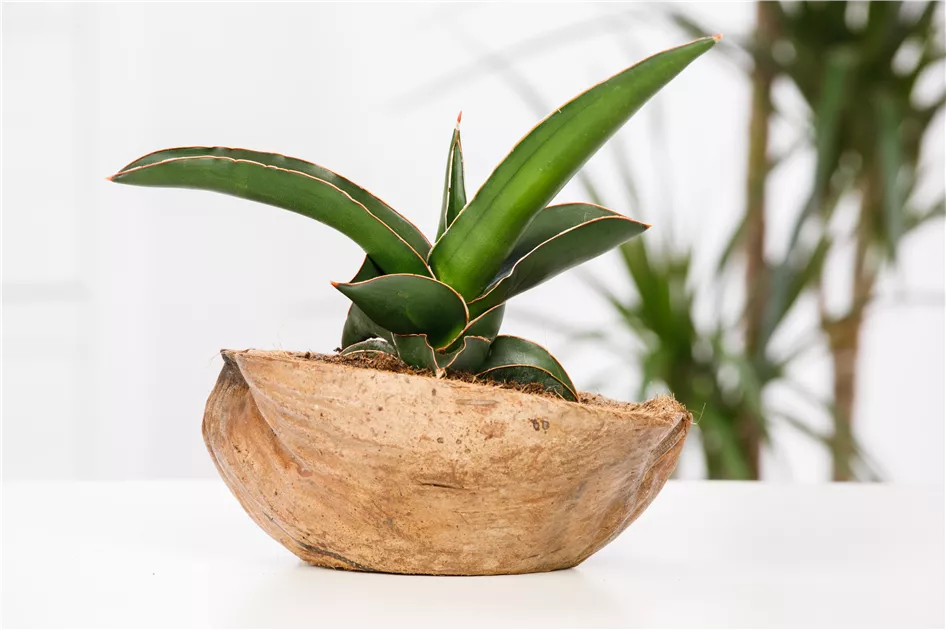 Sansevieria trifasciata 'Green Futura' Pflanze, Pflege & Tipps  Floragard
