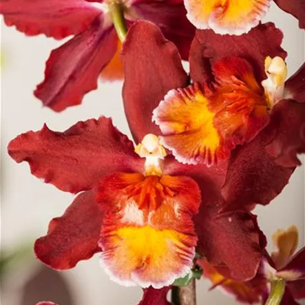 Cambria-Orchidee 'Red Ruby' Cambria-Orchidee 'Red Ruby'