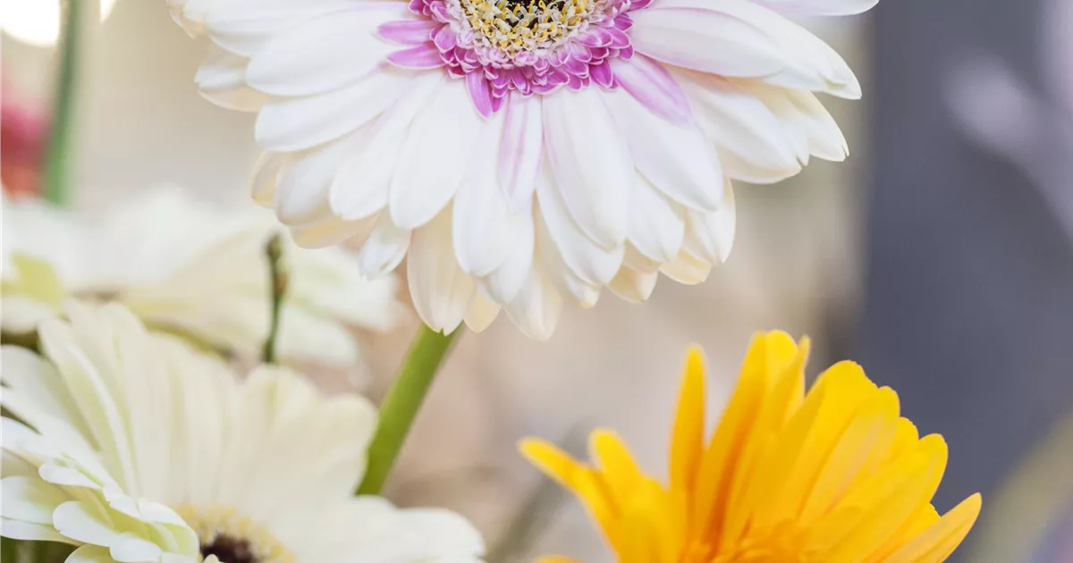 Gerbera Pflanze, Pflege & Tipps  Floragard