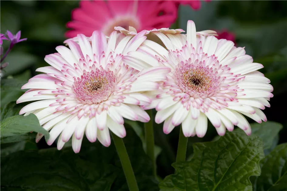 Gerbera Pflanze, Pflege & Tipps  Floragard