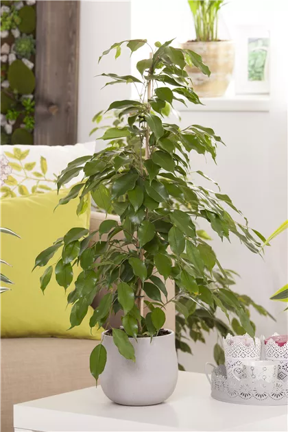 Birken-Feige Pflanze, Pflege & Tipps  Floragard