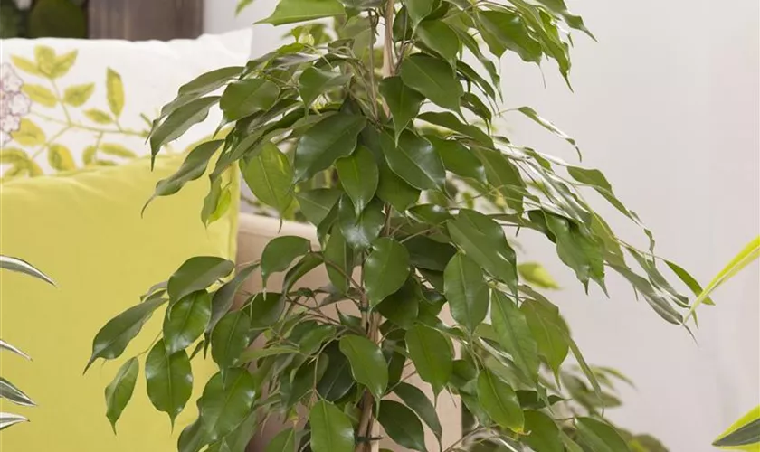 Ficus benjamina, Pyramide