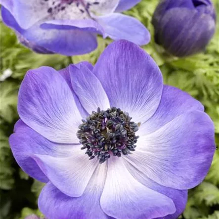 Anemone coronaria Anemone coronaria