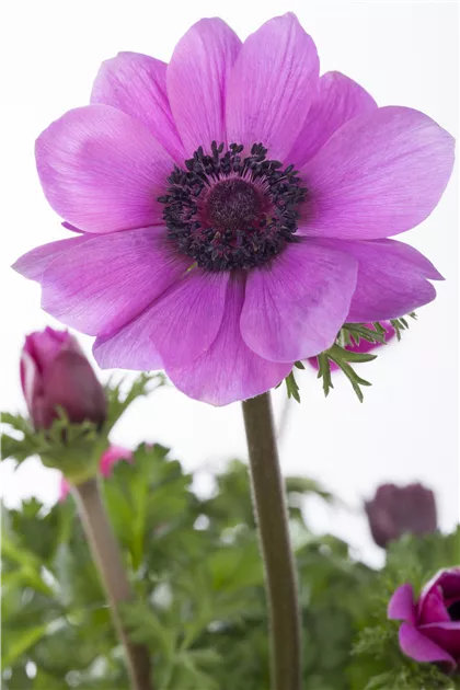 Anemone coronaria Pflanze, Pflege & Tipps  Floragard