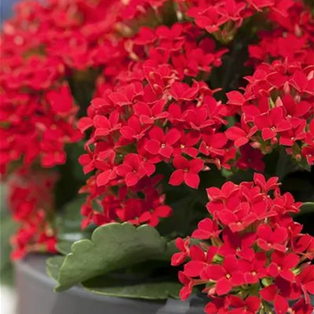 Flammendes Käthchen Flammendes Käthchen