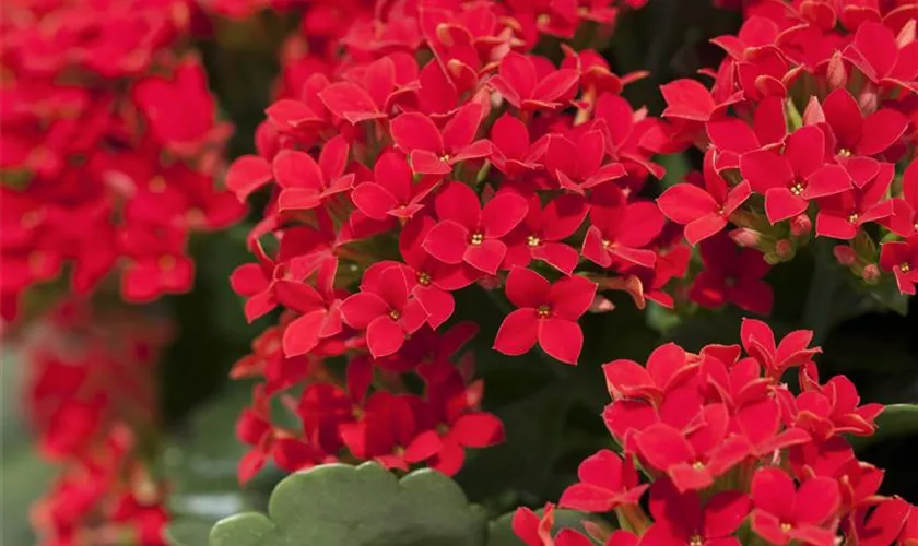 Kalanchoe blossfeldiana