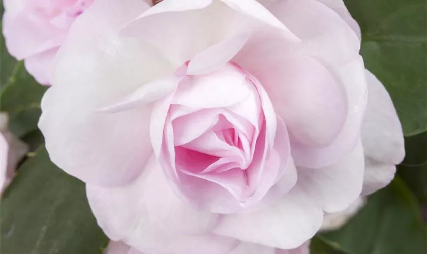 Fleißiges Lieschen 'Concorde Pink'