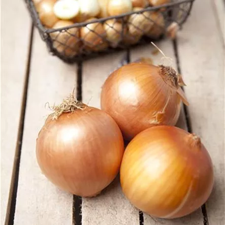 Allium cepa Allium cepa