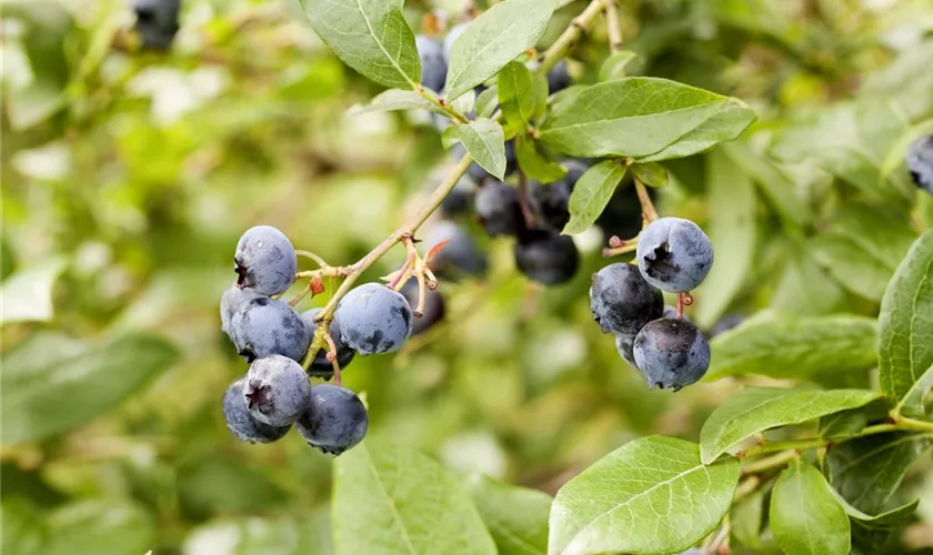 Vaccinium corymbosum 'Berkeley'