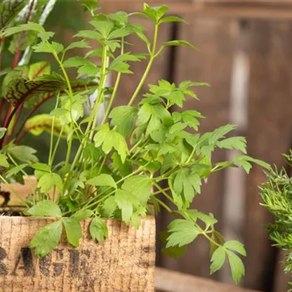 Mit Urban Gardening vom Balkon zur Kräuter-Oase