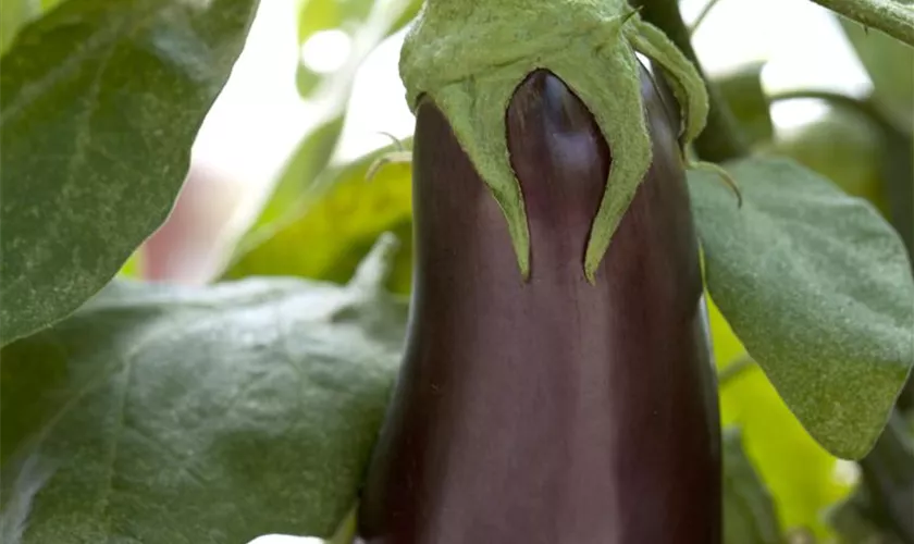 Solanum melongena 'Moneymaker'