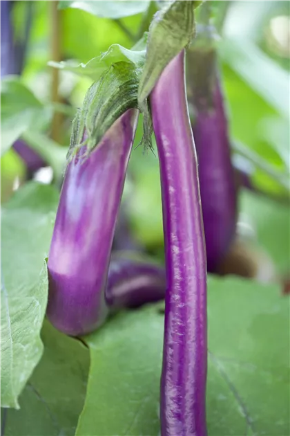dünger mit magnesium Purgrün Bio-Birnbaum-Dünger 1 kg main image 1
