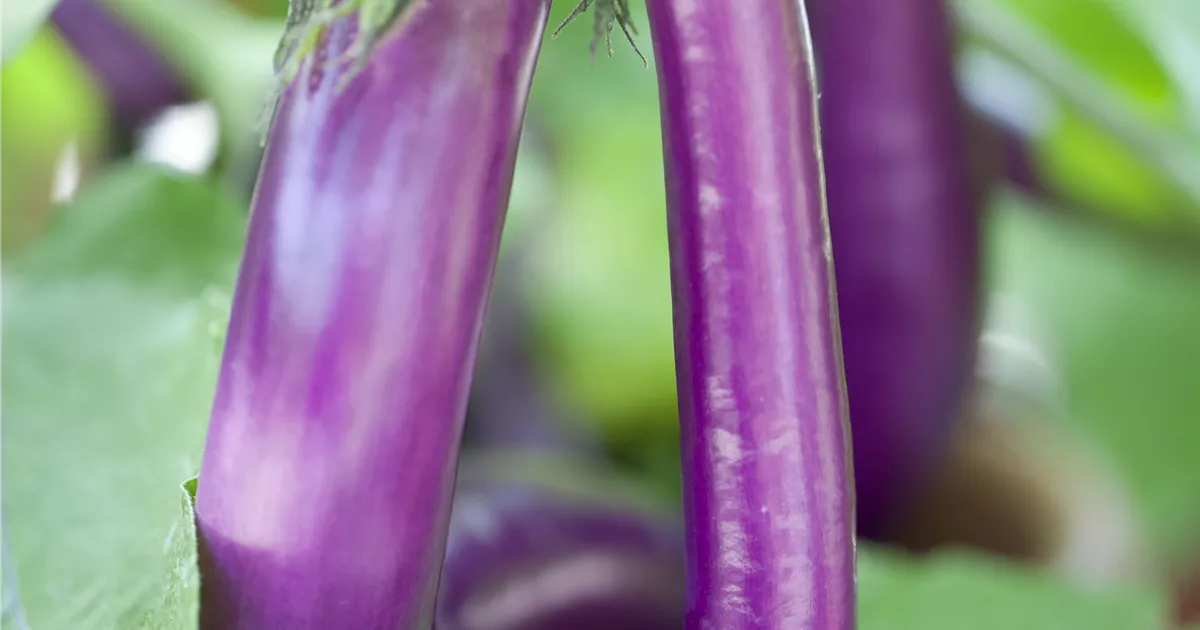 Aubergine Pflanze, Pflege & Tipps  Floragard