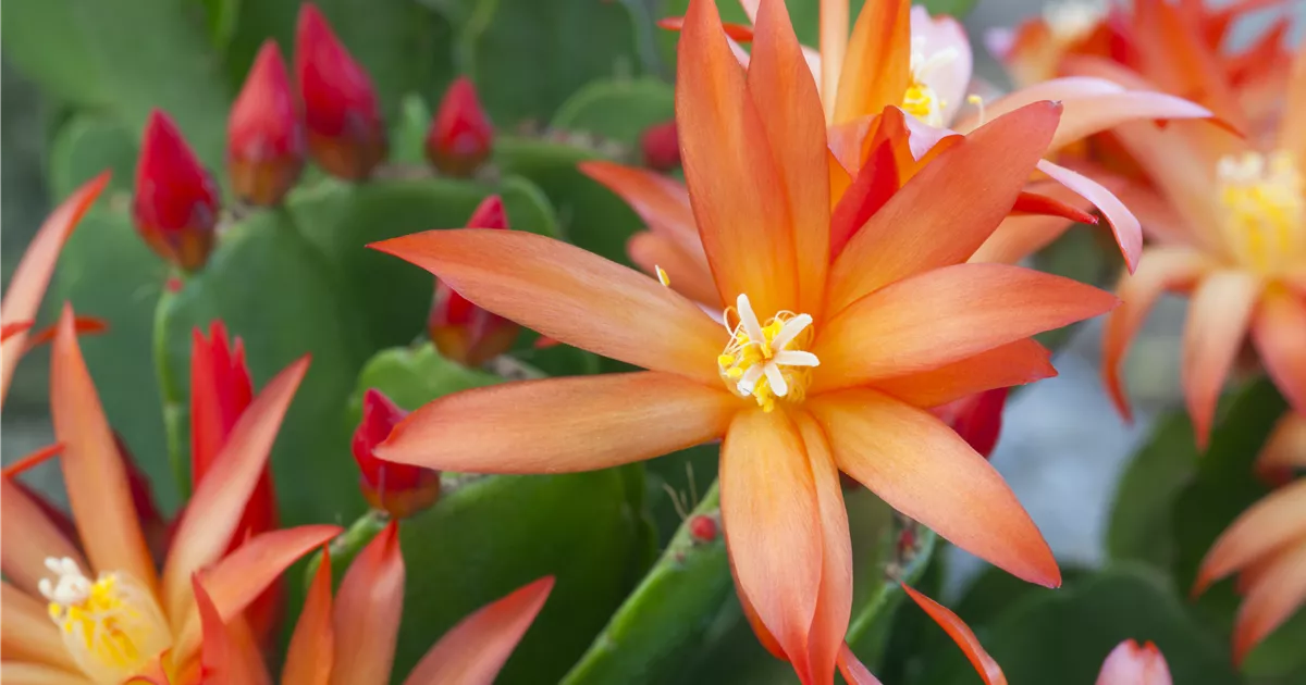 Osterkaktus Pflanze, Pflege & Tipps  Floragard