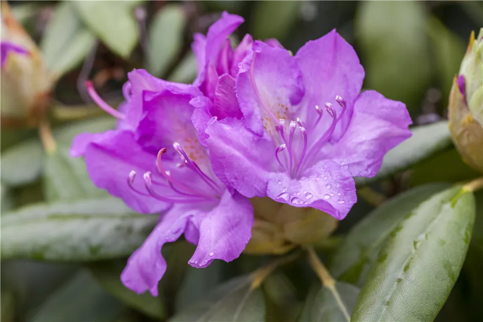 Catawba-Rhododendron Pflanze, Pflege & Tipps  Floragard