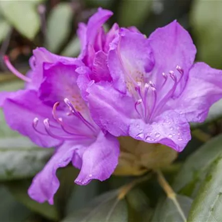 Catawba-Rhododendron Catawba-Rhododendron