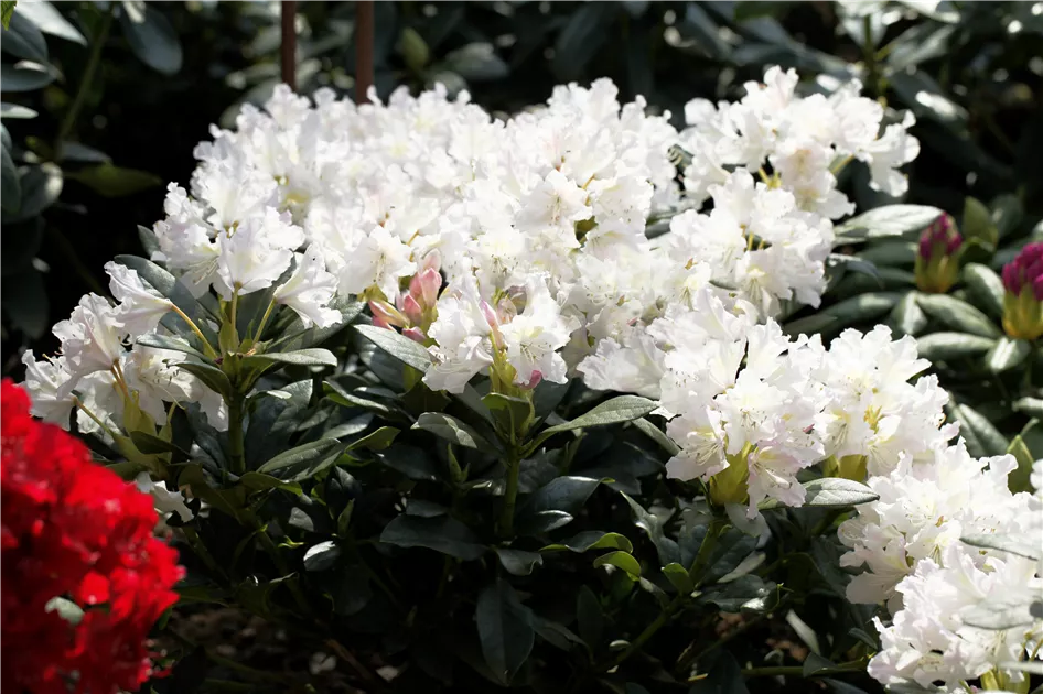 Rhododendron 'Cunninghams White' Pflanze, Pflege & Tipps  Floragard