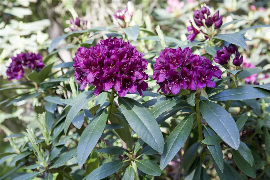 Groblumige Rhododendron Pflanze, Pflege & Tipps  Floragard