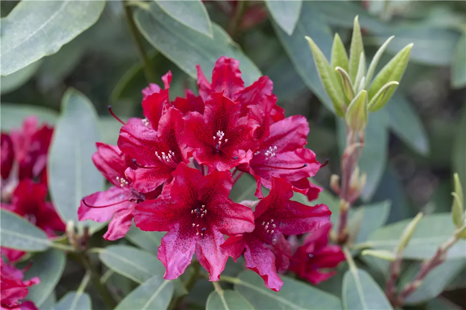 Groblumige Rhododendron Pflanze, Pflege & Tipps  Floragard