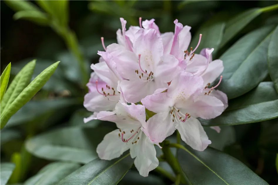 Groblumige Rhododendron Pflanze, Pflege & Tipps  Floragard