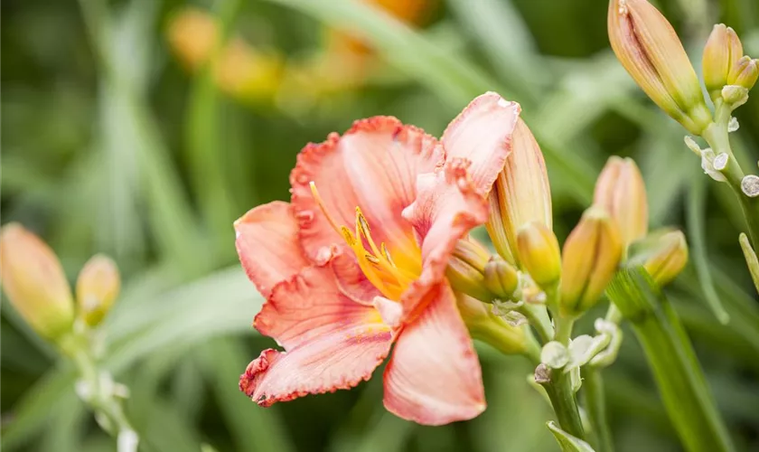 Hemerocallis 'Jean'
