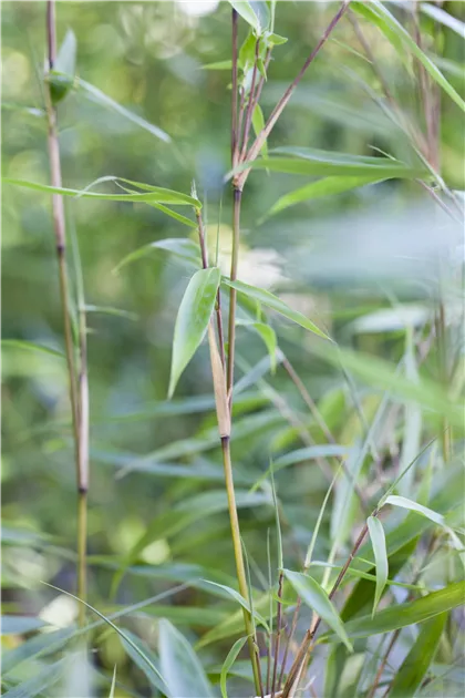 Fargesia murielae 'Eike' Pflanze, Pflege & Tipps  Floragard