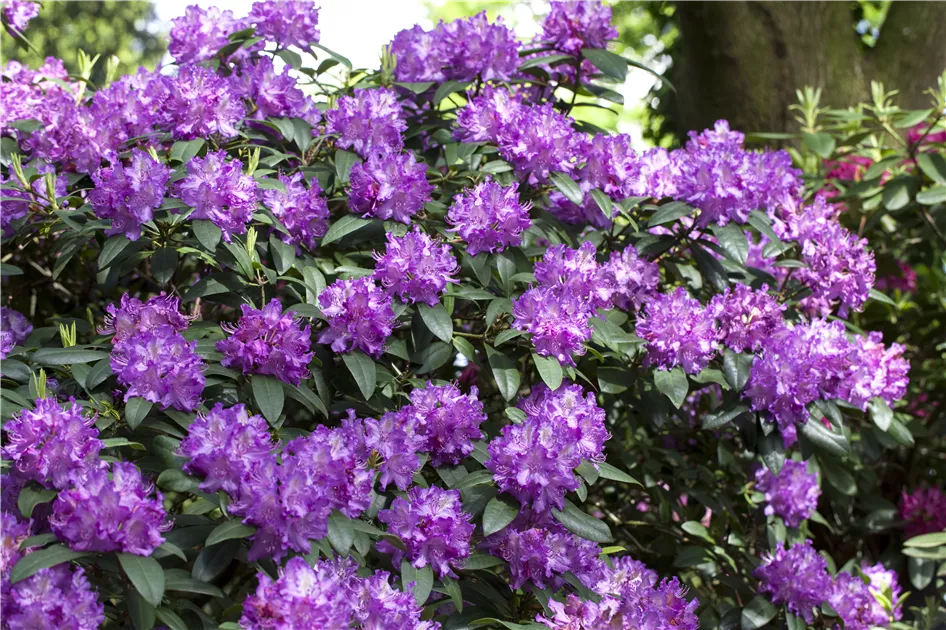 Groblumige Rhododendron Pflanze, Pflege & Tipps  Floragard