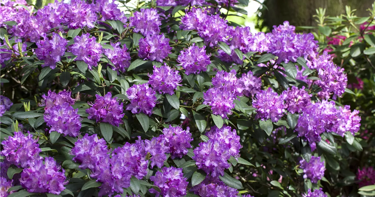 Wie Gro Wird Rhododendron